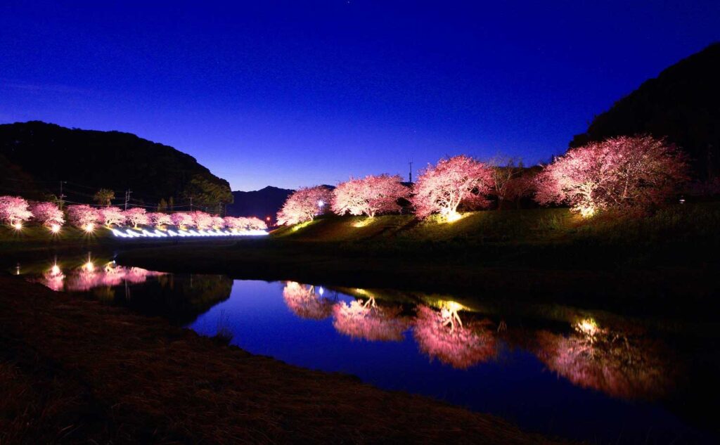 南の桜